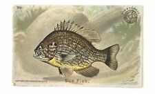 c1900 Antique card FISH SERIES - Sun Fish  #30 - ARM & HAMMER Church & Co NY picture