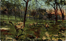 c1910s Deer in Riverview Park Omaha Nebraska Vintage Postcard  picture