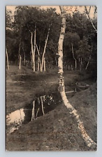 c1906 UDB Postcard Holiday Park PA Pennsylvania White Birches Row Boat Rotograph picture