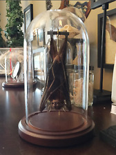 Hanging Bat In a Glass Dome  - Oddities - Occult - Witchcraft picture
