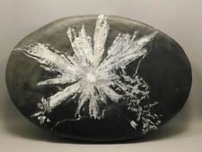 Chrysanthemum Stone Large Plate 12 inch Natural Decorator Rock #O25 picture