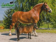 Belgian draft horse, Big King, postcard picture