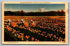 Linen Postcard Puyallup Washington Pierce County Picking Daffodild c1930s People picture