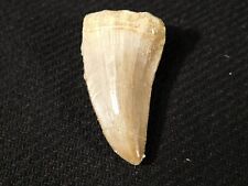 100 Million Year Old Mosasaurus TOOTH Fossil From Morocco 11.0gr picture