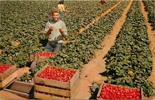 c1950s Picking Strawberries, Watsonville, California Postcard picture