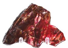 Ammonite Ammolite Deep Red Gem Keel Rarer than Purple Alberta Canada COA 5819 picture