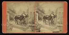 Rare Antique SV Freak Calf 1870s Photo Taxidermy Oddities Victorian Sideshow picture