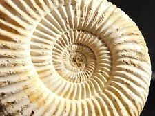 Big 100% Natural WHITE Ribbed AMMONITE Fossil Madagascar 230gr picture