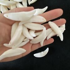10Pcs Real Natural Taxidermy White Wolf Teeth Genuine Animal Specimens Pendants picture