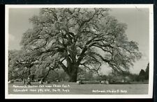 1948 RPPC Mammoth Hooker Oak Chico CA Historic  Postcard Eastman B-5059 picture