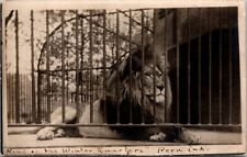 RPPC Postcard Lion King of the Winter Quarters Indiana IN c.1904-1918       1041 picture