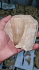Great Mosasaur Hoffmanni tooth from Morocco picture