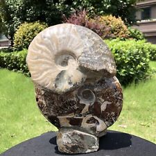 4.62LB Natural Large Beautiful Ammonite Fossil Conch Crystal Specimen Healing picture