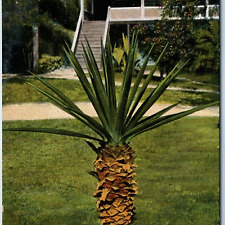 c1900s UDB Palm Florida Plant Tree Unposted Souvenir Litho Postcard Germany A204 picture
