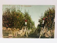Apple Orchard PM 1907 CA Vintage Postcard picture