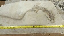 Fossil mesosaurus reptile biggest on ebay picture