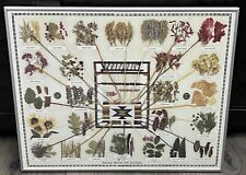 Navajo Native Dye Sources Wall Art Historic Indian Publishers 1974 Metal Frame picture