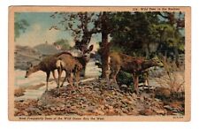  Wild Deer in The Rockies - Vintage Postcard used by Leonard Borman picture