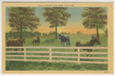 KY Postcard View Of Horses In A Kentucky Blue Grass Stock Farm c1940s vintage G4 picture