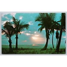 Postcard FL Palm Trees In Sunrise picture