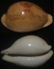 Tonyshells Seashells Cypraea sakuraii SUPERB VERY LARGE 51mm F+++/gem, superb picture