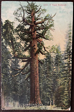 Postcard Giant Redwood Tree Vintage picture