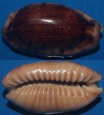 Tonyshells Seashells Cypraea caurica NEW CALEDONIA NIGER 44.7mm F+++/GEM Superb picture