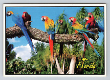 postcard THE MACAWS OF FLORIDA 5 7/8 X 4 1/4 inches unposted picture