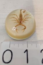 Vintage Collectible REAL SCORPION Round Dome Resin Paperweight USA picture