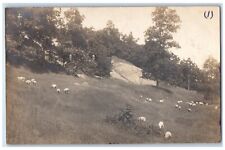 c1905 Forest Scene Trees And Sheep Livonia New York NY RPPC Photo Postcard picture