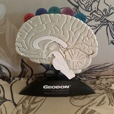 Geodon Brain Anatomical Model - Pharmaceutical Collectible - PFIZER 2003 picture