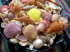 3 lbs. Mixed Seashells Sea Shells Crafts Decorating Collectible Lot  picture