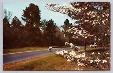 Postcard Natchez Trace Parkway, Mississippi, Dogwood, Vintage picture