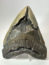 Megalodon Shark Tooth 6.00” Huge - Real Fossil - Natural 18071 picture