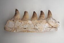 6.6 Inches Authentic Mosasaurus Fossilized Teeth in Jaw Bone Morocco Cretaceous  picture