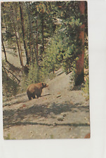 Vintage Postcard 1959 Maine Bear Greeting from Maine The Pinetree State picture