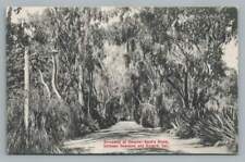 Senator Thomas Bard Driveway OXNARD Hueneme California Antique Rieder 1910s picture