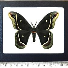 Eupackardia calleta male black saturn moth Arizona USA FRAMED picture