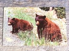VTG Chrome American Black Bear Mother and Child picture