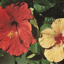 Florida Hibiscus FL 1963 Chrome Flower Scarlet Rosemallow Marsh Plant Postcard picture