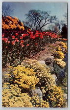 c1960s Hybrid Tulip Varieties Alyssum Saxatile Vintage Postcard picture