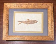 Fish Fossil 3 1/2 inch in 8 1/4 x 6 1/4 inch Frame picture