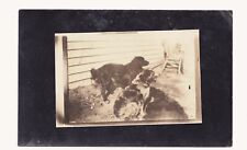 Old RPPC of Someones Two Dogs Gracie & Buddy For Joe picture