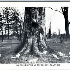 c1940s Olney, ILL White Squirrels Adorable Cute Squirrel Chrome Photo Kromo A211 picture