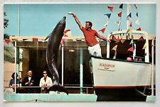 1960s Miami Florida Seaquarium Dolphin Porpoise Jumping for Food FL Postcard Vtg picture