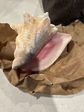Large Queen Horned Conch Natural Shell Seashell Nautical Sea Decor  picture