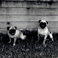 c1940s Dog Photos~BFF Fawn Pug Twins Pose Together Outdoors~2 Vintage Snapshots picture