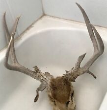 Rare Gorgeous Non Typical Colorado Mule Deer Antlers Rack - Paddle Buck - Heavy picture