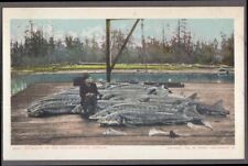 Fisherman & sturgeon catch on Columbia River OR undivided back postcard ca 1905 picture