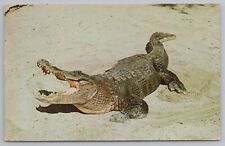 Animal~Alligator Laying In Sand~Full Grown 15 To 20 Feet~PM 1961~Vintage PC picture